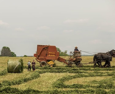俄罗斯农业作物的收成与去年相比增长了560万公顷：收获速度在加快。