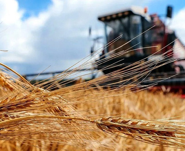 哈萨克斯坦脱粒的 1050 万吨小麦中，超过 50% 被折射 – 田间种植者联盟