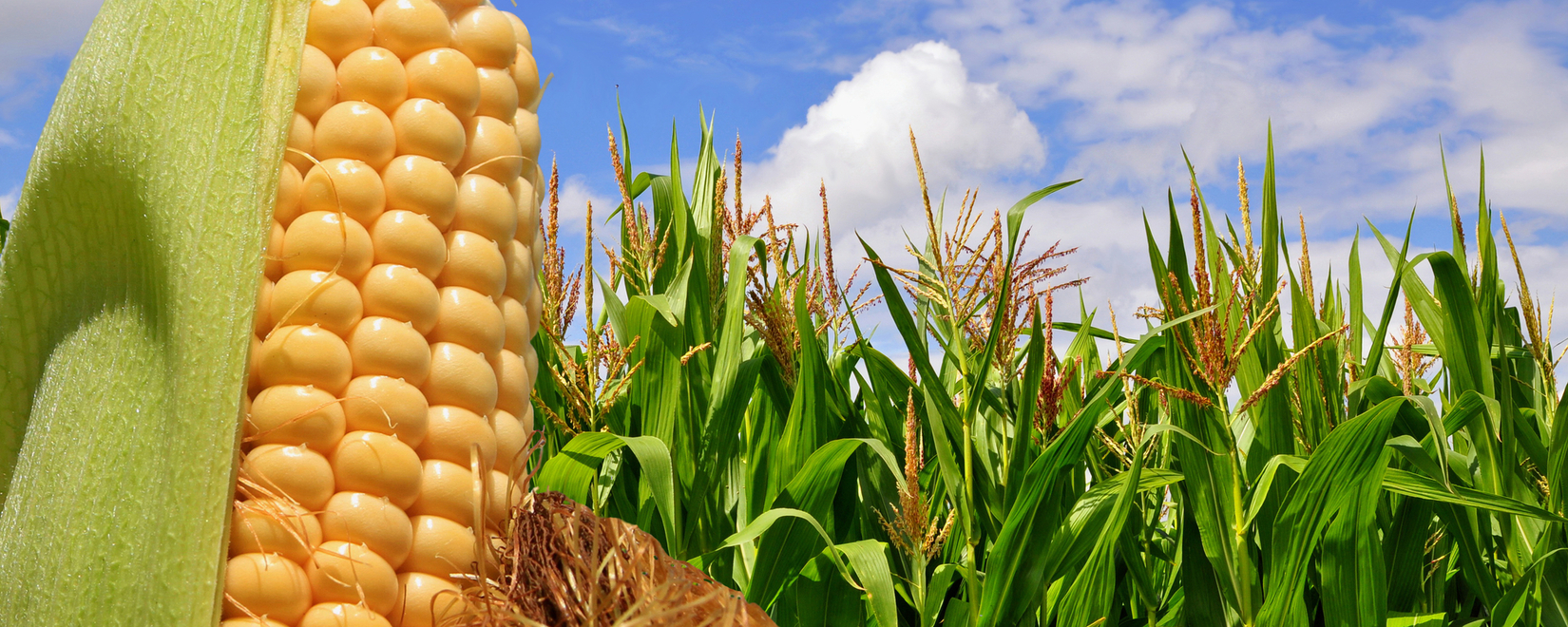 Рост цен на фуражную кукурузу в Украине