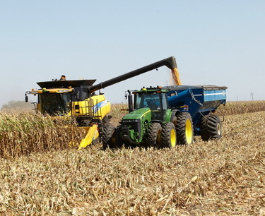 На Алтае продолжают убирать кукурузу на зерно