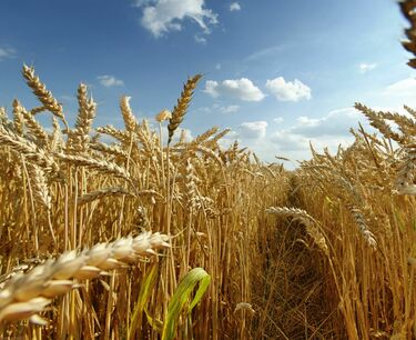 Правительство РФ утвердило список запрещённых импортных семян сельхозкультур 