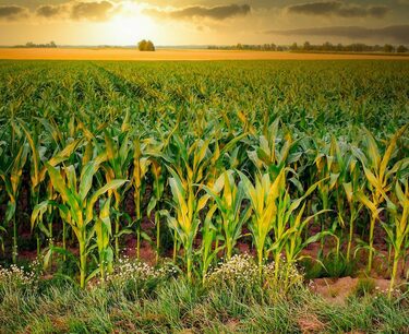 Алжир отменил тендер по закупке кукурузы