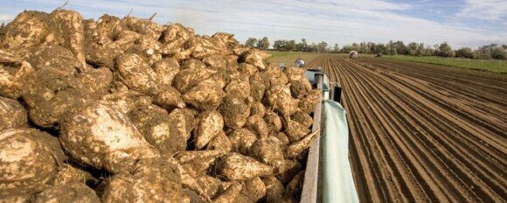 Орловская область экспортировала в Китай близ 2 тыс. тонн жома из свеклы, прошедшего проверку Россельхознадзора