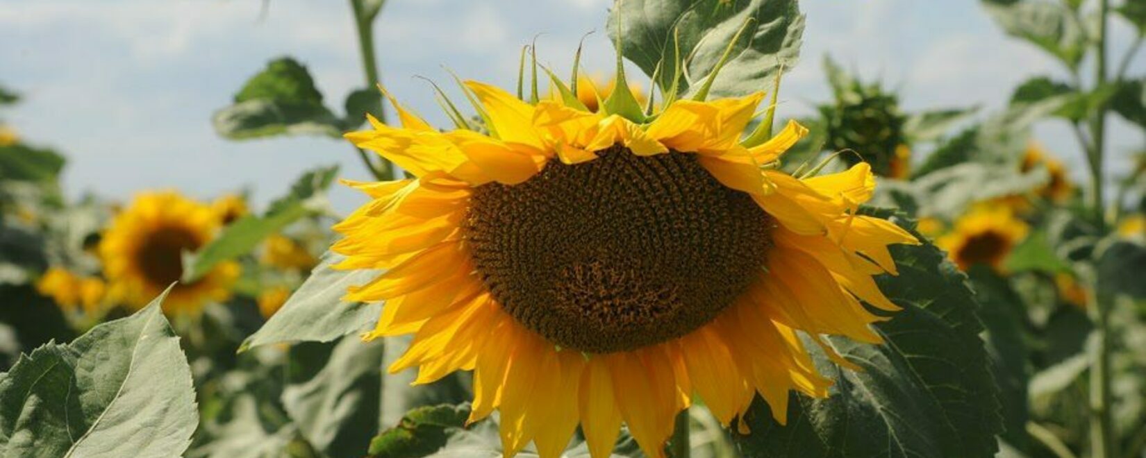 萨拉托夫农民收获了一百五十万吨向日葵