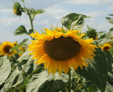 萨拉托夫农民收获了一百五十万吨向日葵