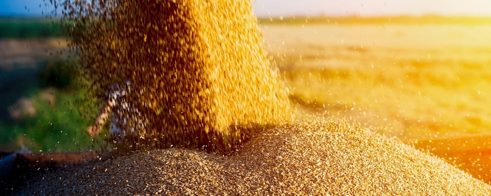 «Русагротранс» ожидает рекордного экспорта пшеницы в июле - Цены на российскую пшеницу растут как на внутреннем, так и на мировом рынках