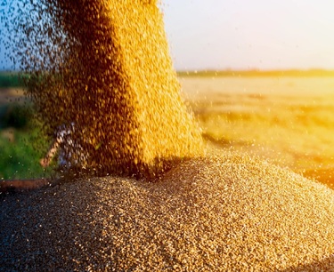 «Русагротранс» ожидает рекордного экспорта пшеницы в июле - Цены на российскую пшеницу растут как на внутреннем, так и на мировом рынках