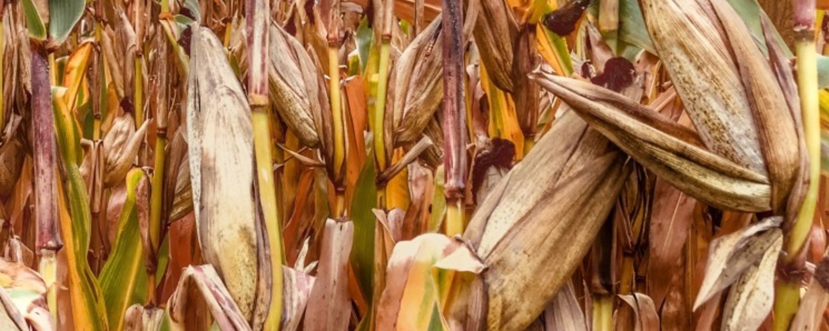 Фьючерсы сои в Чикаго выросли, пшеницы и кукурузы снизились в четверг