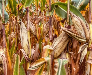 Фьючерсы сои в Чикаго выросли, пшеницы и кукурузы снизились в четверг