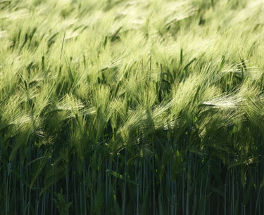 More than 470 thousand tons of winter barley were threshed