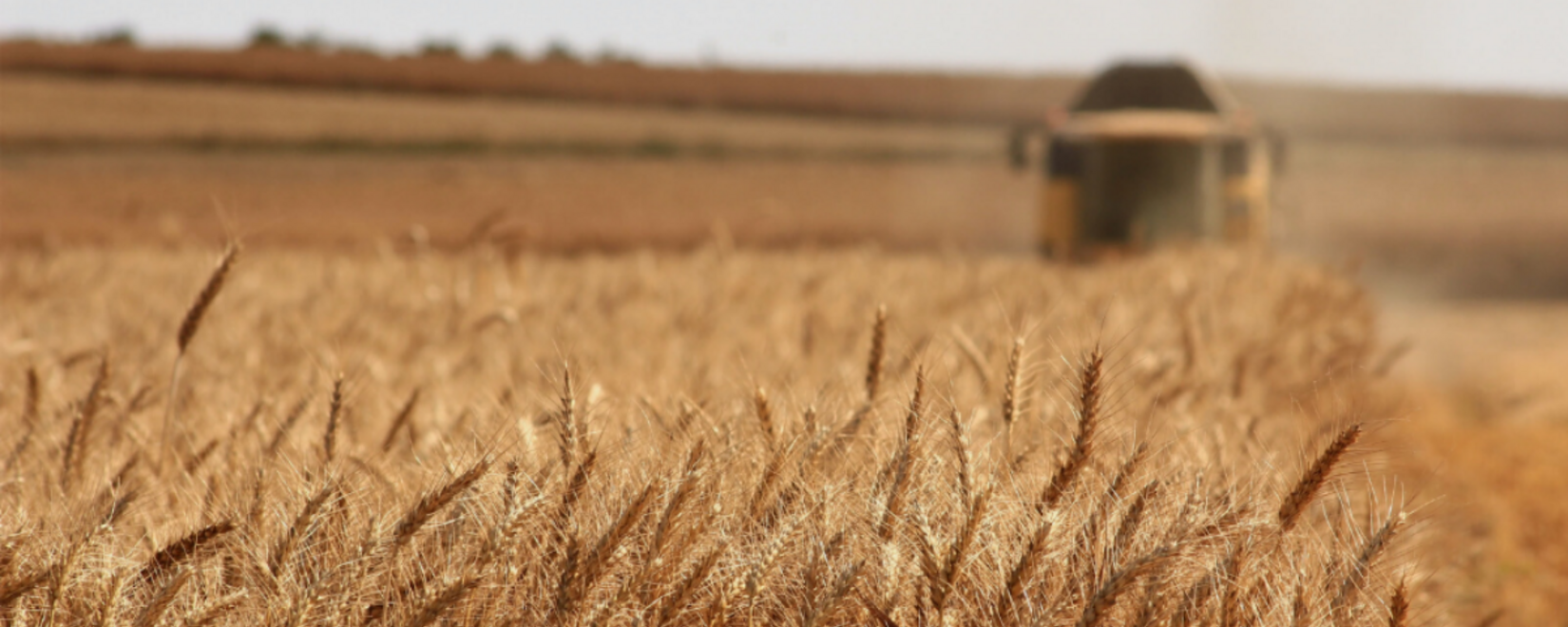 Азербайджан: Импорт пшеницы за январь - август 2023 года