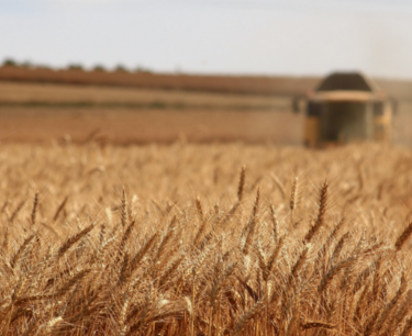 Azerbaijan: Wheat imports for January - August 2023