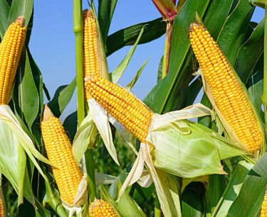 小麥、玉米和大豆週五下跌
