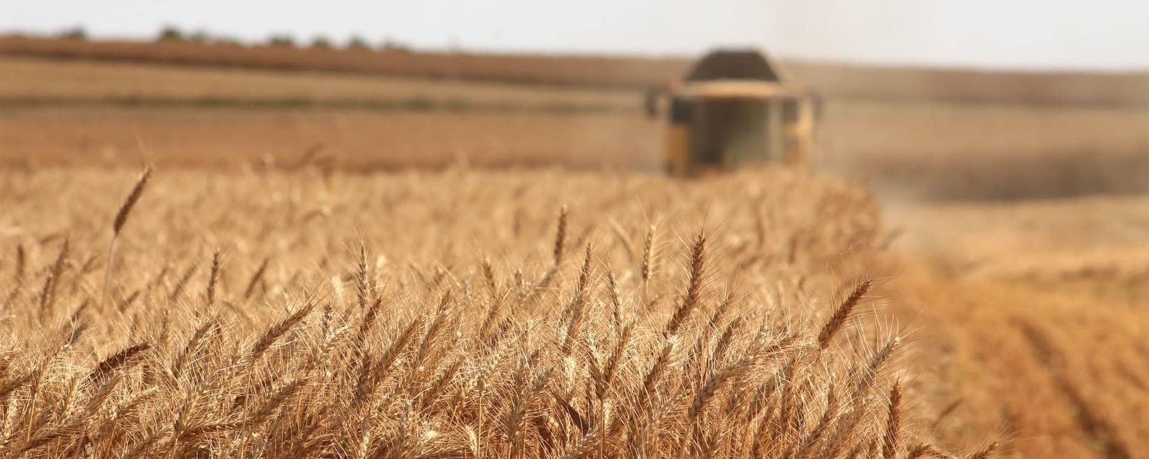 В России заявили о возможности экспортировать зерно почти в 160 стран