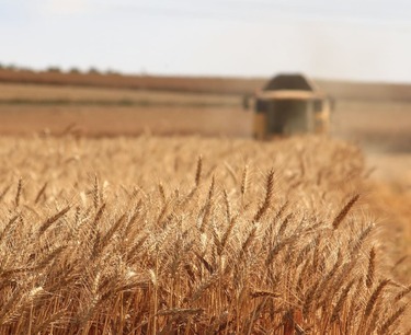 В России заявили о возможности экспортировать зерно почти в 160 стран