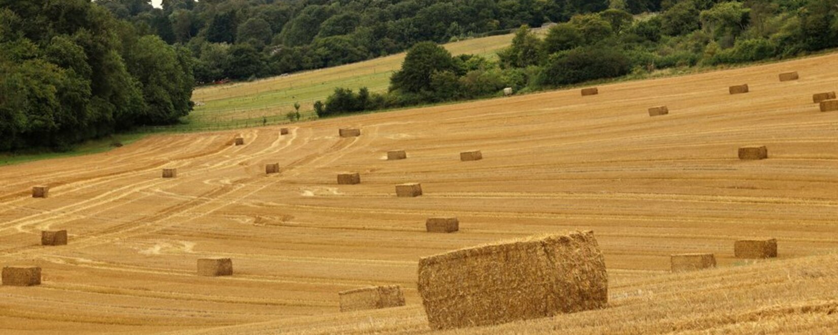 Производство зерна и прогнозы на 2023/24 в Великобритании