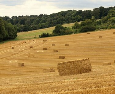 Производство зерна и прогнозы на 2023/24 в Великобритании
