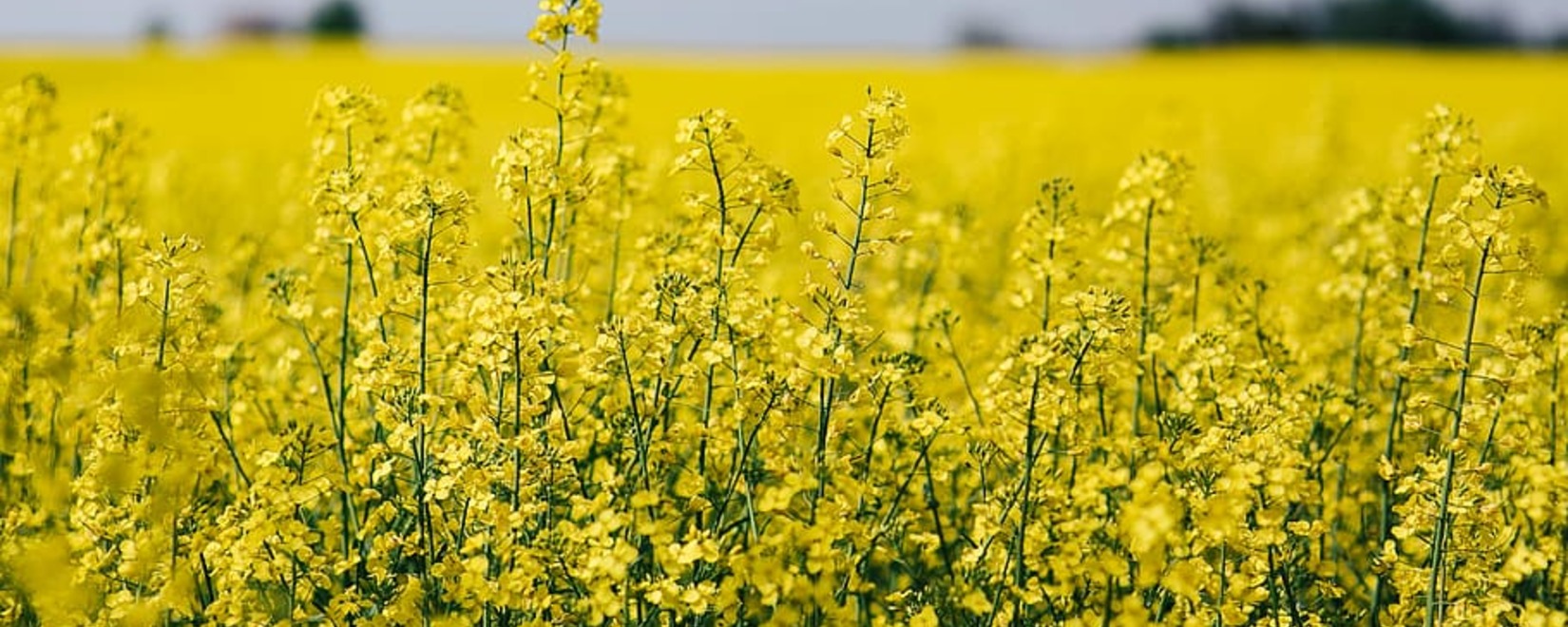 Прогноз украинского урожая масличных культур на следующий сезон: сокращение объемов и перспективы роста производства семян сои.