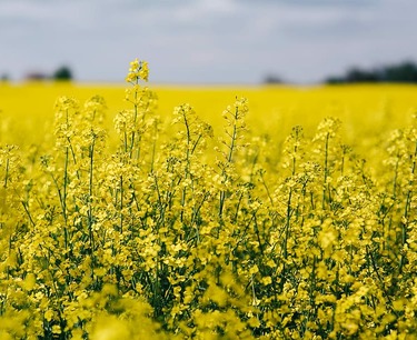 Прогноз украинского урожая масличных культур на следующий сезон: сокращение объемов и перспективы роста производства семян сои.