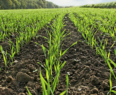 Ученые предсказали США климатический коллапс с озимой пшеницей