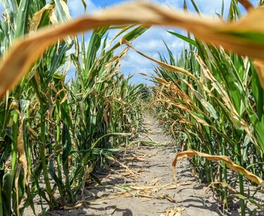 Decrease in grain yield, but increase in corn.