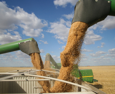 Цены на мировые зерновые рынки колеблются: пшеница растет, кукуруза падает