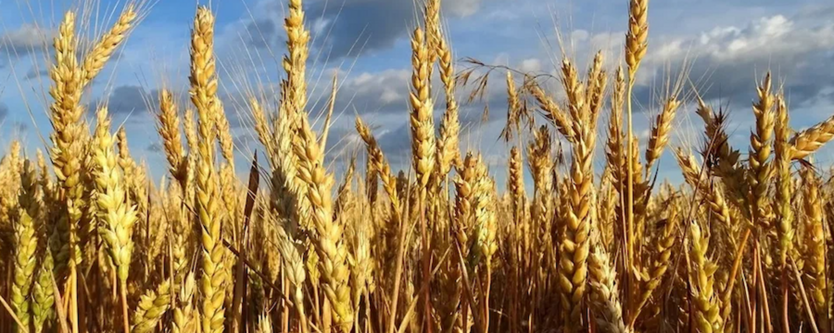 Прогноз урожая пшеницы в России на 2024 год повышен до 93,6 млн тонн благодаря благоприятным погодным условиям.