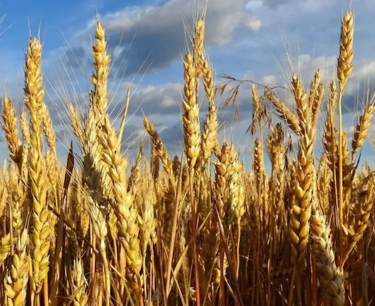 Прогноз урожая пшеницы в России на 2024 год повышен до 93,6 млн тонн благодаря благоприятным погодным условиям.