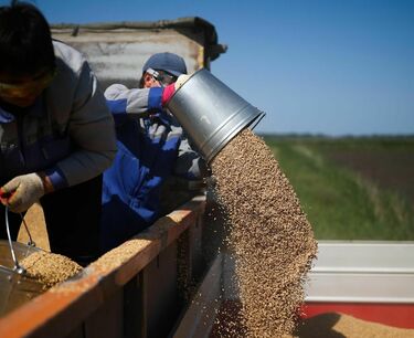 Запасы российского зерна на конец июня выросли на 58,4 процента