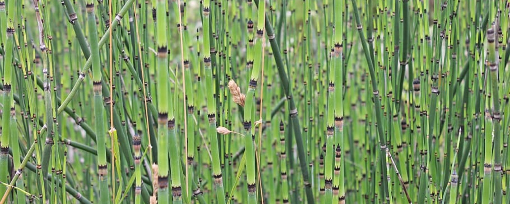 Сухая погода в Бразилии снижает урожай сахарного тростника: прогноз на новый сезон ниже рекорда.