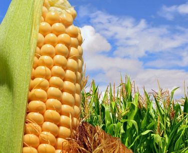 В 2023 году производство кукурузы в Молдове вырастет в 3 раза