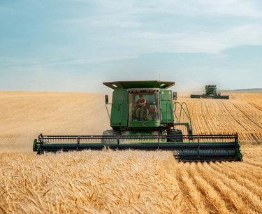EU countries continue to actively export wheat