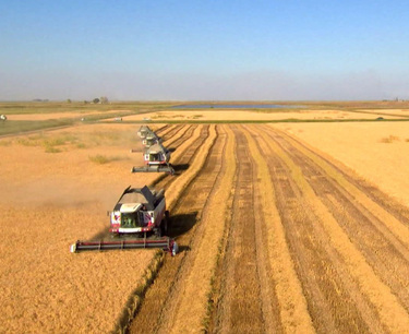 截至10月20日，俄罗斯联邦已收割粮食1.372亿吨