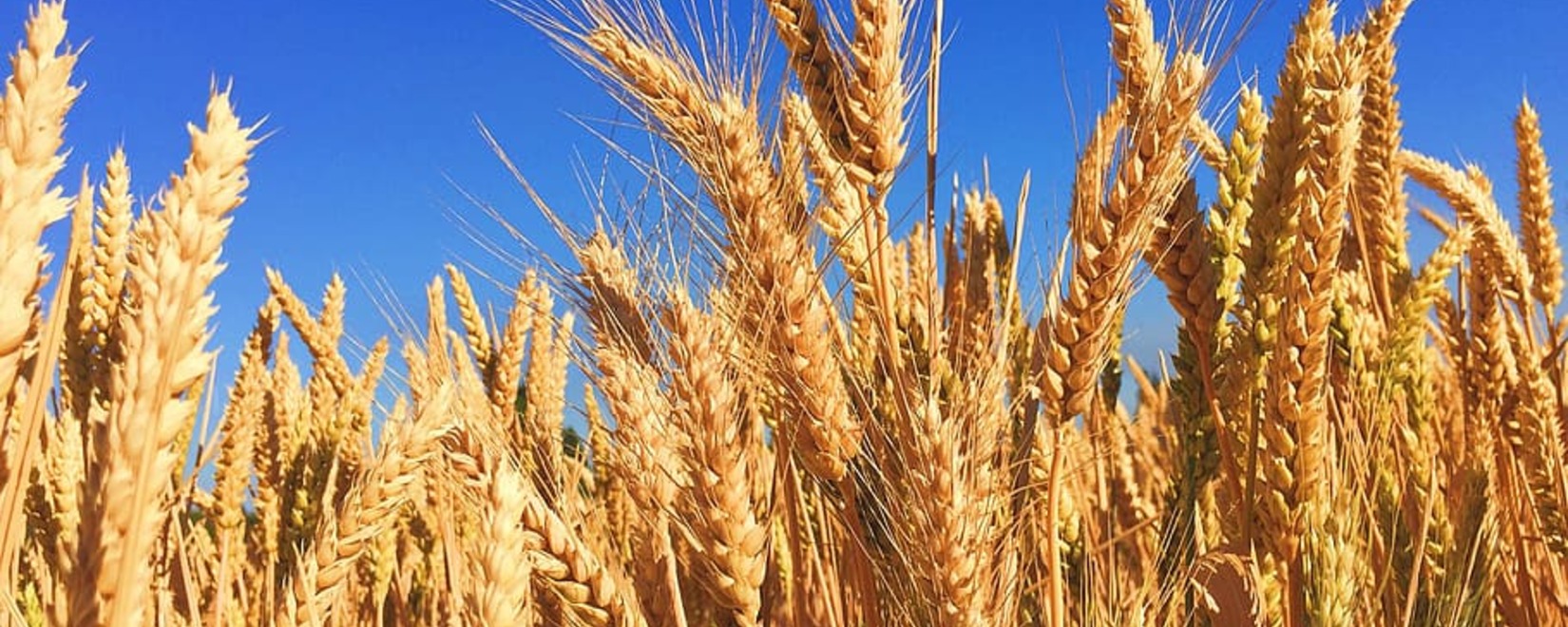 Россия планирует экспортировать 50 млн тонн пшеницы в новом аграрном сезоне 2024-2025 года