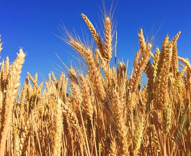 俄罗斯计划在2024-2025年新农业季节出口5000万吨小麦。