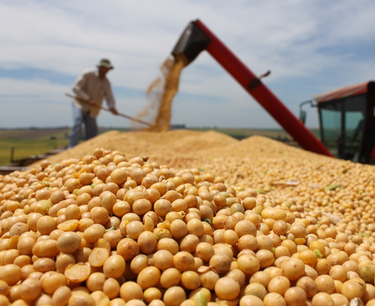 巴西2023年大豆出口或增15%以上