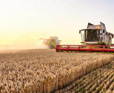 The domestic wheat market in the Russian Federation has moved to growth - Rusagrotrans