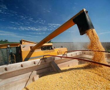 Export of wheat in the next season may repeat the record
