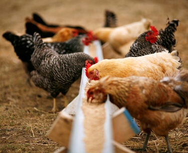 A Latvian company spent two million euros on Russian chicken feed last year.
