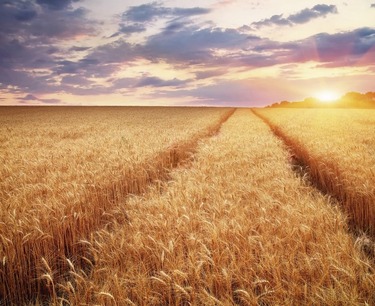 Экспорт пшеницы в июле может перекрыть рекорд пятилетней давности — «Русагротранс»