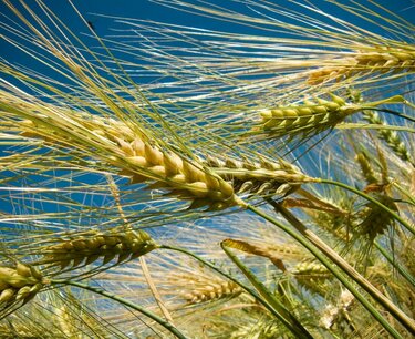 Analysis of barley samples of the varieties "Yaromir" and "Suzdalets"