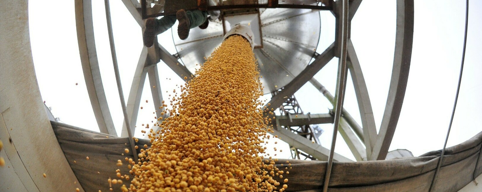 Годовой показатель экспорта зерна из Кузбасса за границу вырос в 5 раз