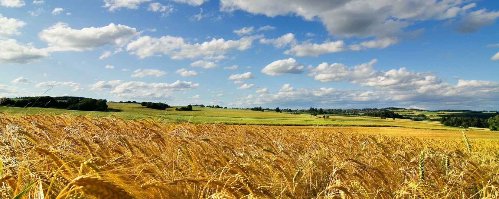 Страны БРИКС производят почти половину мирового урожая пшеницы