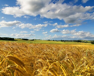金砖国家生产的小麦产量几乎占世界一半