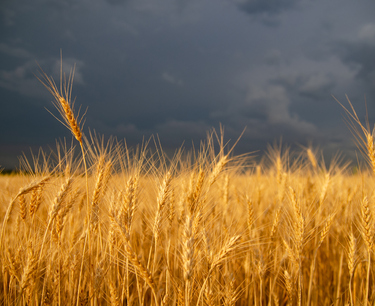 Argentina's wheat harvest improves thanks to rainfall