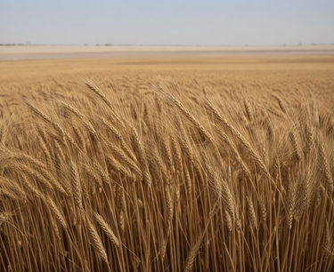 Фьючерсы на пшеницу в Чикаго снизились