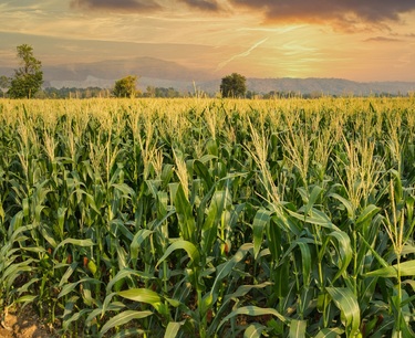 Прогноз по объему и направлениям мировой торговли зерновыми и кукурузой в 2023-2024 годах