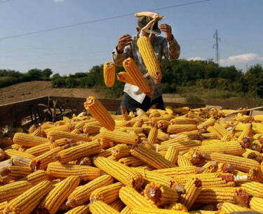 The Brazilian government resumed the purchase of corn in state reserves