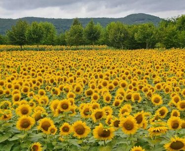 1.7 thousand tons of sunflower seeds were harvested in Crimea