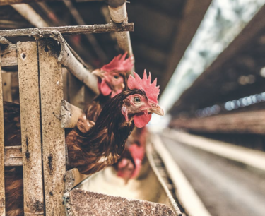 Introduction of a compartment system in poultry farming: ensuring animal health safety
